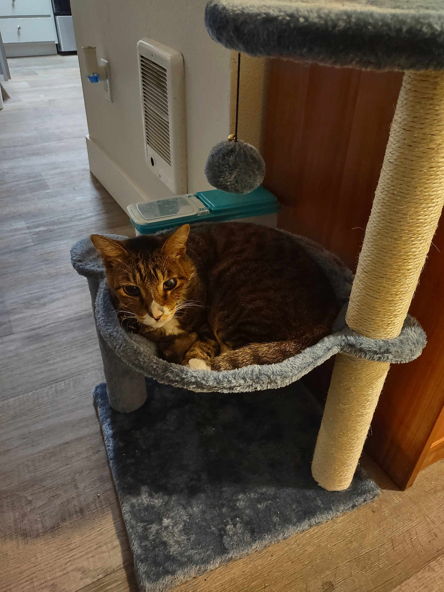 Virgil is registered to the contest to win money with this photo: cat, tabby, pet, cat_hammock, scratching_post, indoor, wood_floor, curious, fur, relaxed, animal, domestic_cat, cozy, feline, toy_ball, gray, brown, white, resting, household
