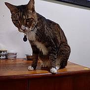 Virgil is registered to the contest to win money with this photo: cat, tabby, pet, animal, indoor, feline, wooden_cabinet, curious, brown, white_paws, white_chest, collar, tag, food_bowls, container, wall, framed_picture, sitting, looking_down, domestic