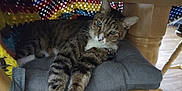 Virgil joined the competition — help win amazing prizes! cat, tabby, cushion, chair, wooden_furniture, crocheted_blanket, indoor, relaxed, pet, animal, feline, striped, resting, cozy, domestic, looking_at_camera, table, home, comfortable, fur