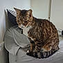 Virgil is registered to the contest to win money with this photo: cat, tabby_cat, indoor, beanbag_chair, pillow, striped_tail, fur, whiskers, pet, animal, domestic_cat, sitting, cozy, home, gray, brown, white, wall, collar, relaxed