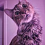animal, cat, close_up, curious, cute, domestic_cat, ears, feline, fur, house, indoor, looking, muzzle, pet, portrait, purple_light, soft_light, tilted_head, whiskers, wide_eyes