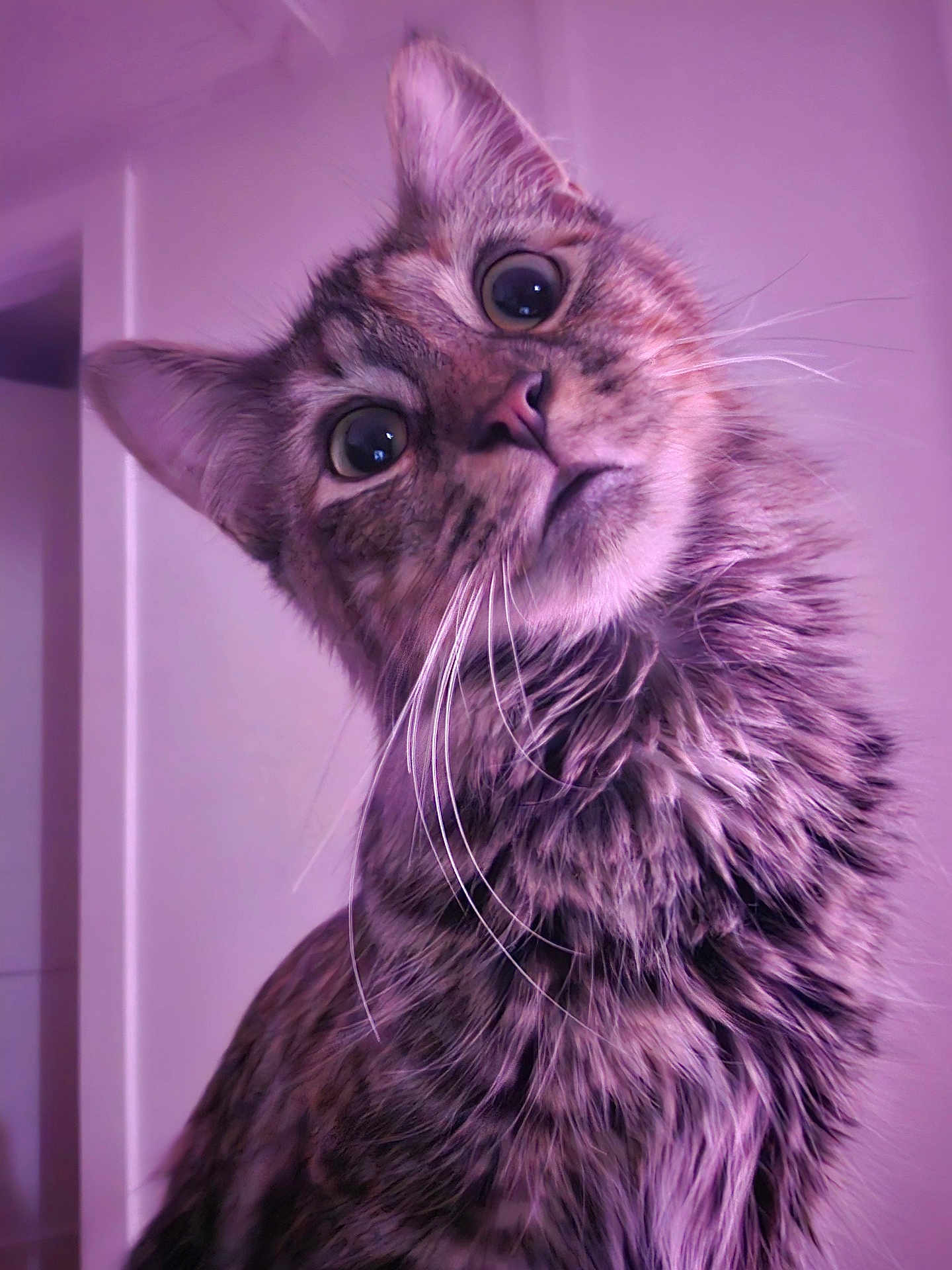 Stella