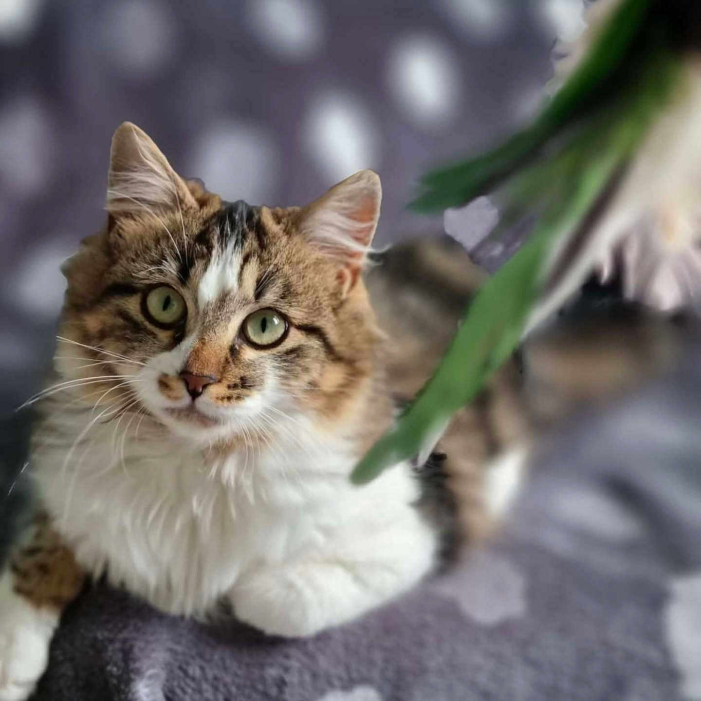 Asmar a rejoint le concours — aidez-le/la à gagner de superbes lots ! animal, blanket, blurred_background, cat, close_up, cozy, curious, domestic, feline, fluffy, fur, green_eyes, indoor, pet, plant, relaxed, resting, soft_texture, tabby, whiskers