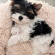 Mango joined the competition — help win amazing prizes! puppy, dog, fluffy, black_and_white, brown, cute, pet, fur, blanket, soft, shaggy, lying_down, indoors, small_dog, ears, eyes, nose, resting, cozy, adorable