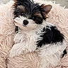 puppy, dog, fluffy, black_and_white, brown, cute, pet, fur, blanket, soft, shaggy, lying_down, indoors, small_dog, ears, eyes, nose, resting, cozy, adorable