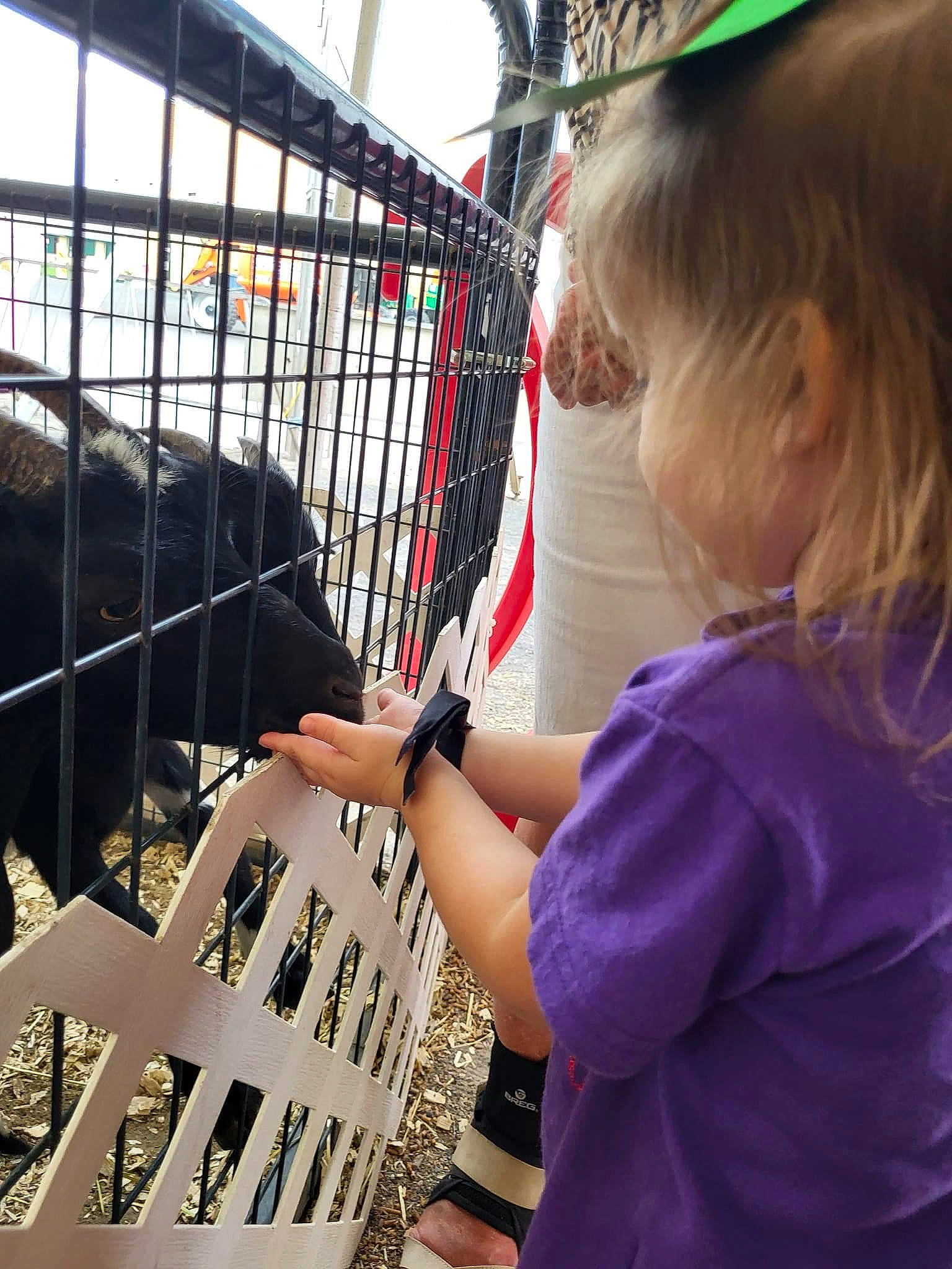 Adrian joined the competition — help win amazing prizes! animal_shelter, cage, child, fence, fun, fur, livestock, magenta, mesh, metal, person, pet_supply, service, t_shirt, toddler, working_animal