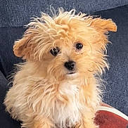 Ariane a rejoint le concours — aidez-le/la à gagner de superbes lots ! dog, puppy, fluffy, curly_fur, brown_fur, cream_fur, pet, cute, indoor, couch, seated, looking_at_camera, small_dog, domestic_animal, furry, adorable, companion, animal, mammal, household_pet