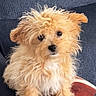 dog, puppy, fluffy, curly_fur, brown_fur, cream_fur, pet, cute, indoor, couch, seated, looking_at_camera, small_dog, domestic_animal, furry, adorable, companion, animal, mammal, household_pet