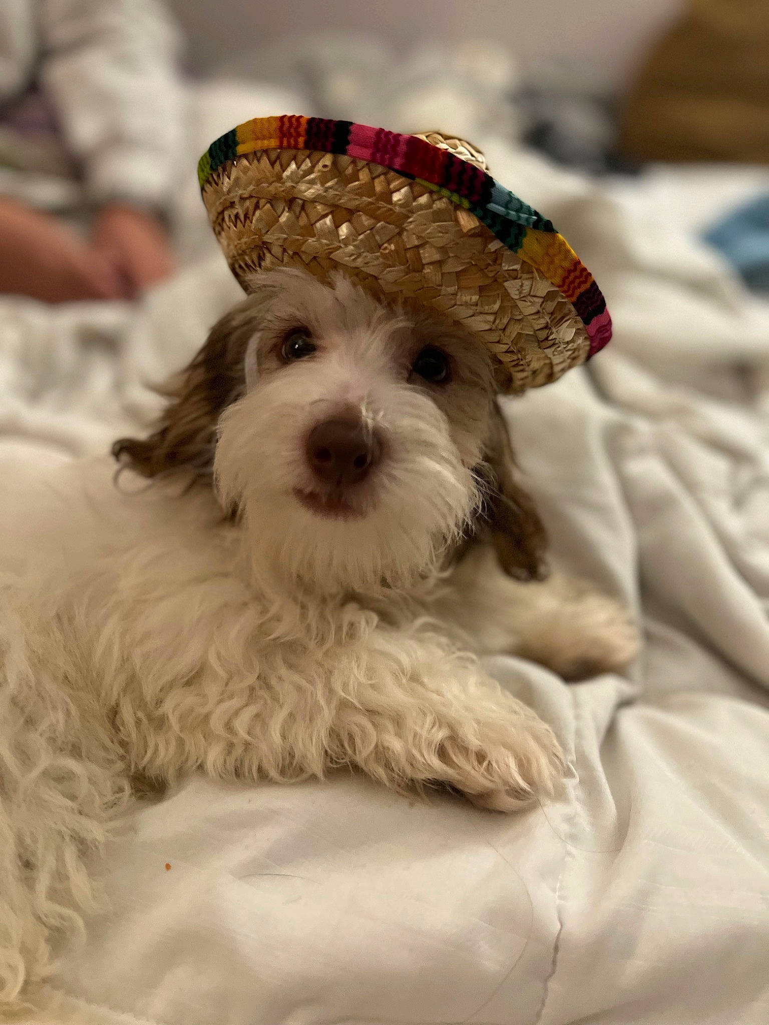 Bugs joined the competition — help win amazing prizes! canidae, carnivore, comfort, companion_dog, dog, dog_breed, dog_collar, dog_supply, eyewear, fashion_accessory, fur, hat, linens, puppy_love, sitting, sporting_group, terrier, toy_dog, water_dog, working_animal