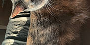 Hopper joined the competition — help win amazing prizes! animal, cat, closeup, collar, companion, couch, cute, domestic_cat, ears, feline, fur, home, indoor, mammal, pet, relaxed, resting, sleepy, soft_light, whiskers