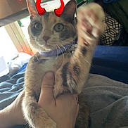 Hopper joined the competition — help win amazing prizes! animal, blanket, cat, closeup, clutter, collar, cozy, cute, devil_horns, digital_filter, domestic, fur, furniture, hand, indoor, paw, person, pet, playful, raised_paw