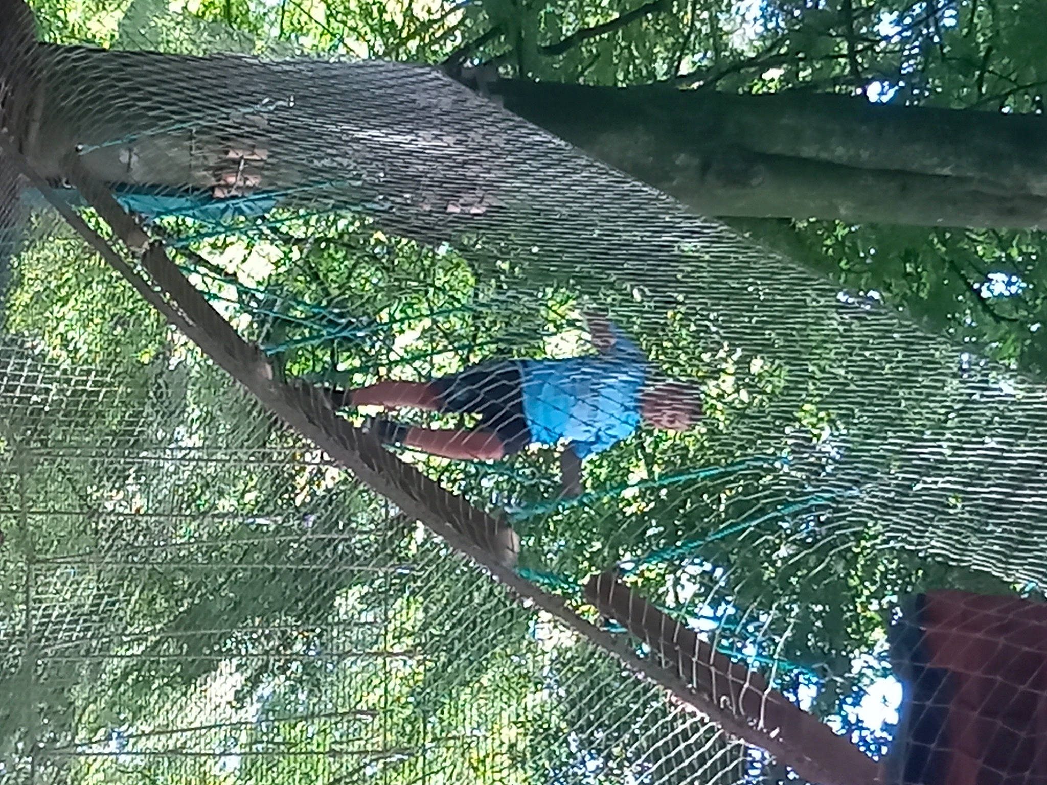 Bastien participe au concours pour gagner de l'argent avec cette photo : branch, electric_blue, forest, grass, jungle, landscape, leisure, mesh, person, plant, rainforest, shade, slope, terrestrial_plant, tints_and_shades, tree, trunk, twig, valdivian_temperate_rain_forest, vegetation