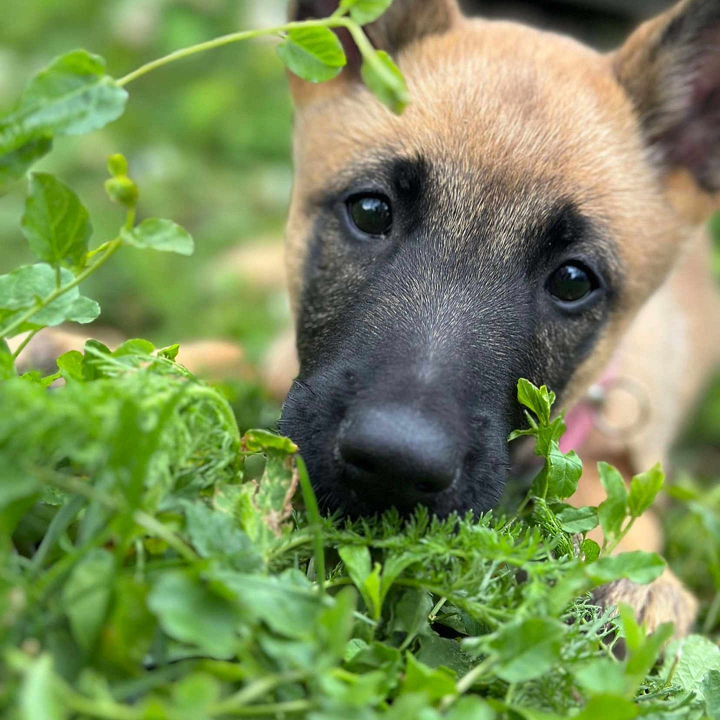 Lilo participe au concours pour gagner de l'argent avec cette photo : animal, canine, dog, field, fox, germanshepherd, grass, grassland, green, herbal, herbs, leaf, nature, outdoors, pet, plant, puppy, snout, vegetation, whitedog