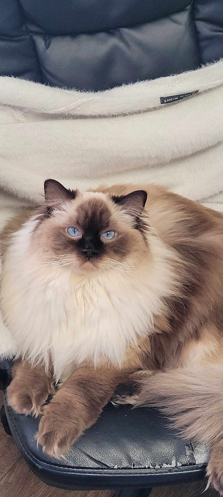 Junie joined the competition — help win amazing prizes! cat, fluffy, blue_eyes, chair, leather, worn, blanket, cozy, indoor, pet, feline, relaxed, close_up, domestic_animal, sitting, fur, whiskers, paws, cute, animal