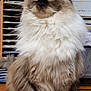 Junie joined the competition — help win amazing prizes! cat, fluffy, long_hair, desk, wooden_surface, office, papers, shelf, brown, white, sitting, pet, indoor, animal, feline, cute, portrait, furry, tabby, calm