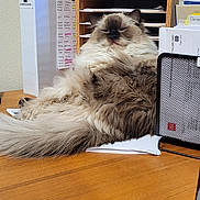 Junie joined the competition — help win amazing prizes! cat, fluffy, desk, office, papers, furniture, relaxed, indoor, wooden_surface, stationery, file_organizer, document, pet, animal, home_office, cozy, feline, long_hair, resting, workspace