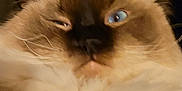 Junie joined the competition — help win amazing prizes! cat, fluffy, blue_eyes, close_up, feline, pet, animal, whiskers, ears, fur, sleepy, unimpressed, face, portrait, domestic_cat, mammal, cute, indoor, soft, head