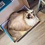 Junie is registered to the contest to win money with this photo: cat, blue_eyes, fluffy, cardboard_box, floor, boots, indoor, pet, looking_up, feline, brown_fur, white_fur, curious, cozy, domestic_animal, wood_floor, box, fur, animal, resting