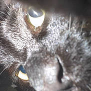 Nakoa is registered to the contest to win money with this photo: cat, black_cat, close_up, eye, nose, fur, pet, animal, whiskers, face, macro, mystery, blur, dark, yellow_eye, curious, cute, feline, portrait, soft_focus