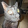 cat, black_cat, indoor, close_up, whiskers, yellow_eyes, fur, flash, curious, pet, animal, floor, tile_floor, collar, furniture, domestic_animal, household, portrait, night, wide_eyes