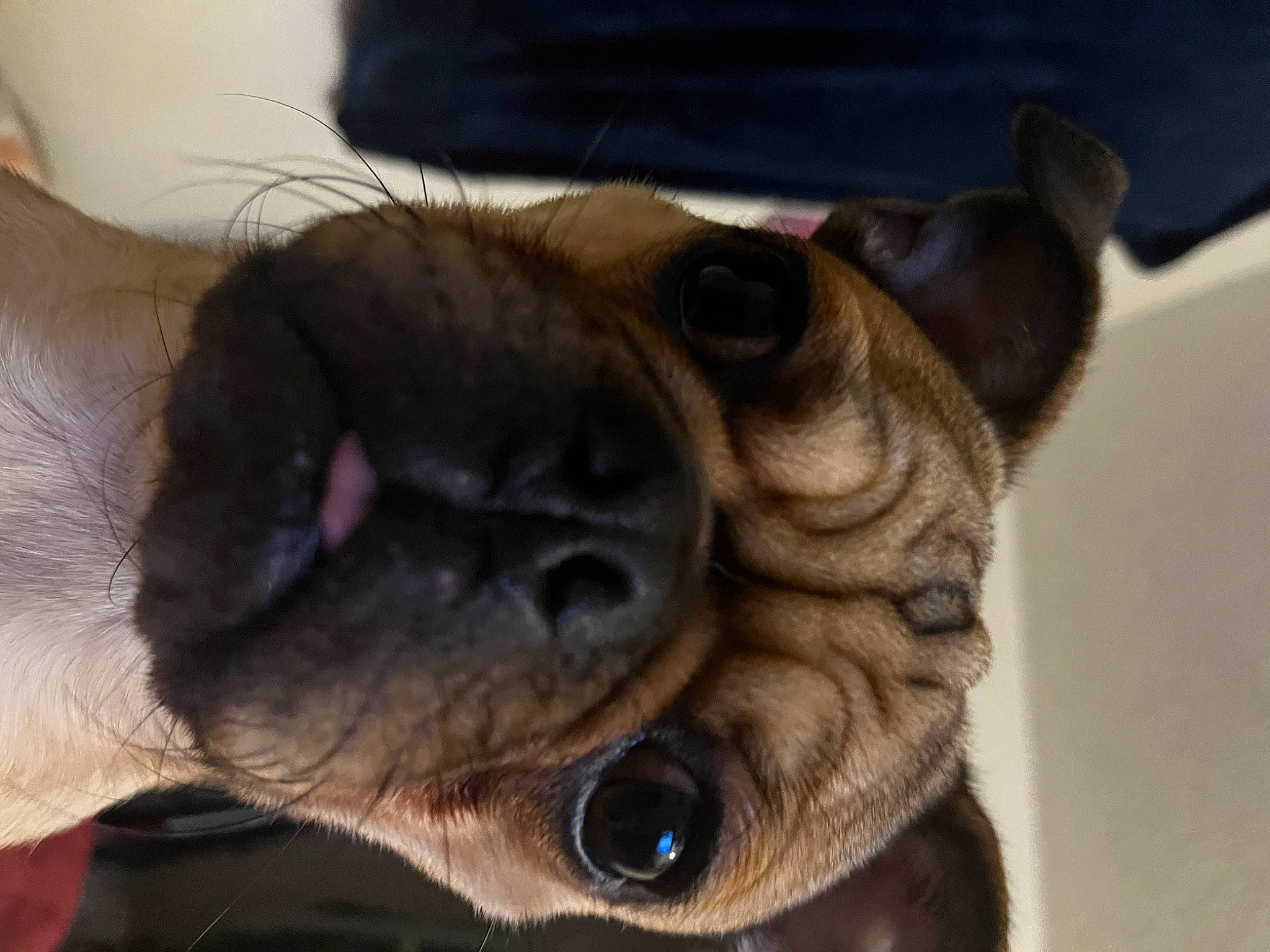 Leo joined the competition — help win amazing prizes! canidae, carnivore, close_up, collar, companion_dog, dog, dog_breed, dog_collar, ear, eye, fawn, fur, liver, pug, snout, sporting_group, toy_dog, whiskers, working_animal, wrinkle
