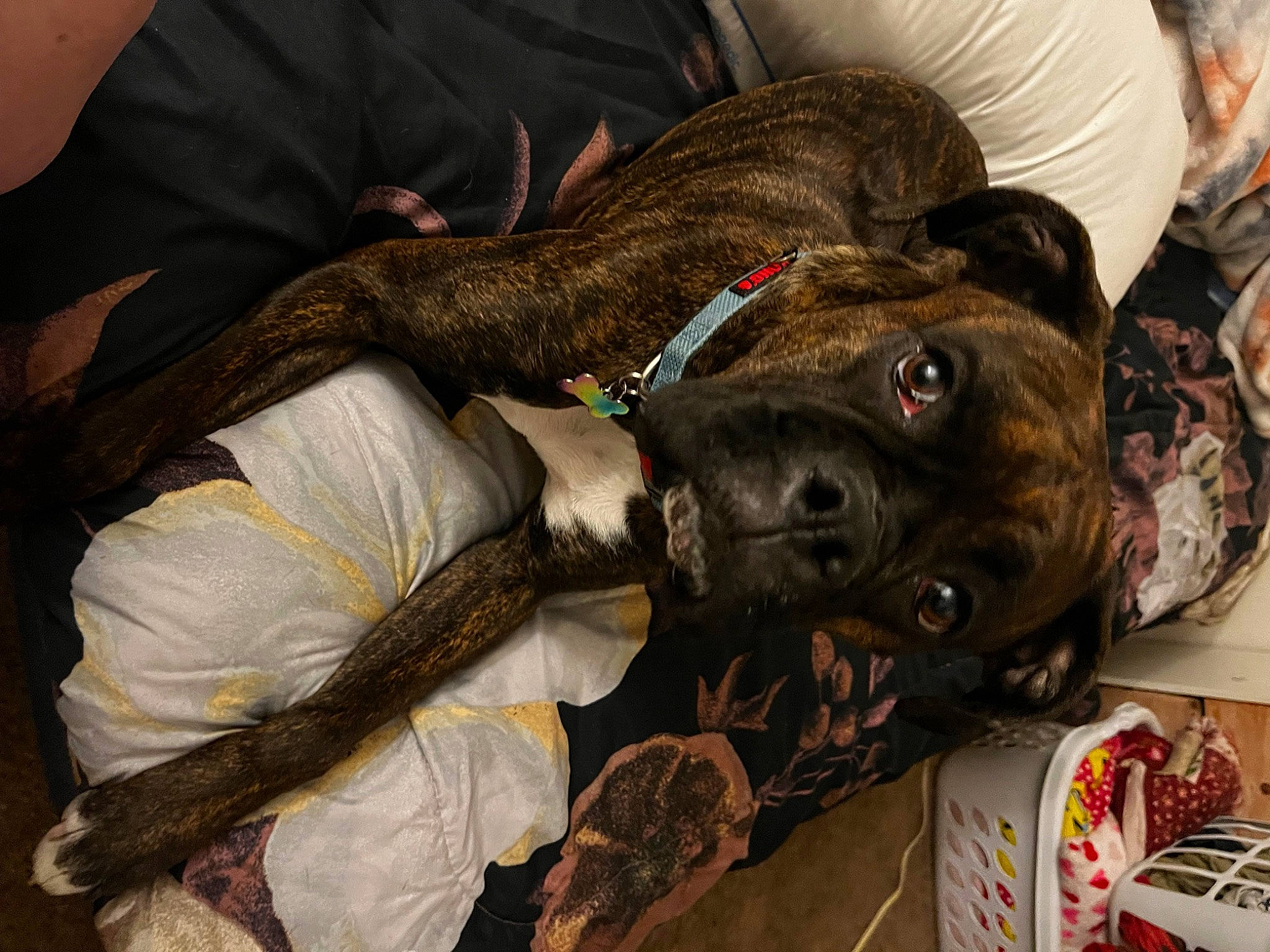 Sammy is registered to the contest to win money with this photo: canidae, carnivore, collar, comfort, companion_dog, dog, dog_breed, dog_collar, ear, fawn, fur, guard_dog, leash, liver, non_sporting_group, snout, sporting_group, working_animal