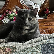 Gracie is registered to the contest to win money with this photo: cat, gray_cat, quilt, bedspread, wooden_dresser, flowers, decorative_angel, indoor, furniture, pet, animal, relaxed, cozy, home_decor, reflection, mirror, table_lamp, still_life, close_up, portrait