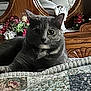 cat, gray_cat, quilt, bedspread, wooden_dresser, flowers, decorative_angel, indoor, furniture, pet, animal, relaxed, cozy, home_decor, reflection, mirror, table_lamp, still_life, close_up, portrait
