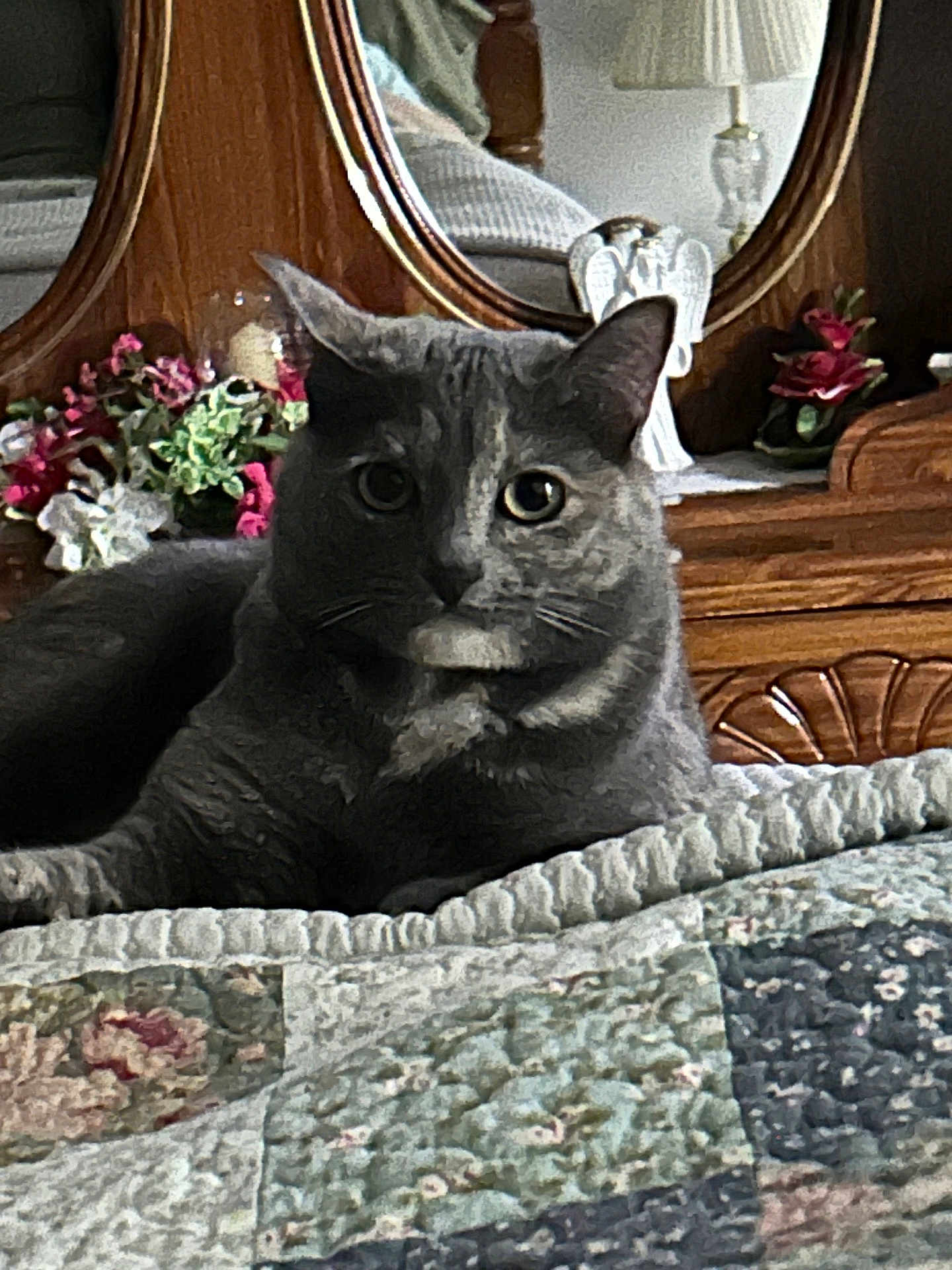 Gracie