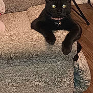 Lucille is registered to the contest to win money with this photo: animal, black_cat, cat, cat_bed, collar, cozy, curious, cute, domestic_cat, feline, floor, furniture, glowing_eyes, home, indoor, looking_at_camera, pet, relaxed, resting, small_pet