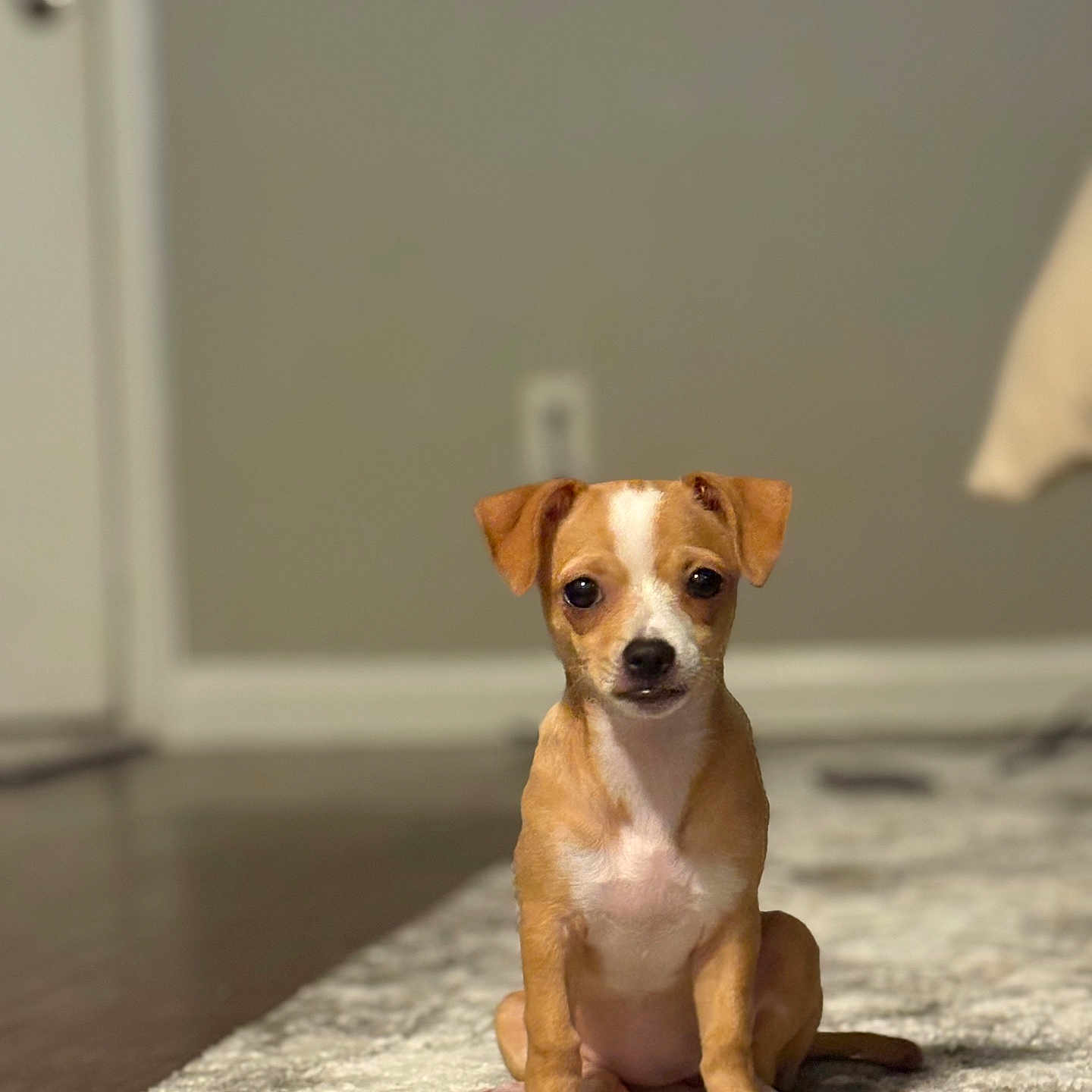 Chloe is registered to the contest to win money with this photo: animal, blurred_background, brown_and_white, carpet, cute, dog, domestic, ears, eyes, floor, fur, home, indoor, nose, pet, puppy, sitting, small_dog, tail, young_dog