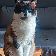 Mimi participe au concours pour gagner de l'argent avec cette photo : cat, feline, pet, indoor, table, wooden_table, sofa, gray_sofa, fur, whiskers, ears, curious, sitting, animal, domestic_animal, household, relaxed, portrait, looking_at_camera, daylight