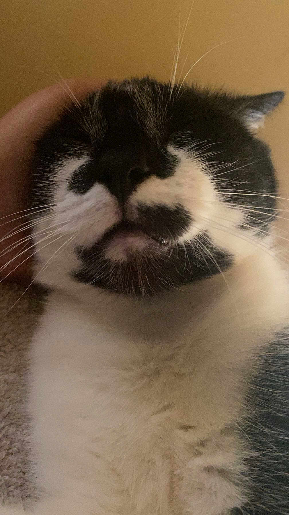 Moe joined the competition — help win amazing prizes! animal, black_and_white, cat, close_up, companion, cozy, cute, domestic_cat, face, feline, fur, hand, indoor, muzzle, pet, portrait, relaxed, sleepy, soft, whiskers