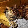 animal, blanket, cat, claws, couch, cozy, curious, domestic_animal, fur, furniture, indoor, living_room, patterned_fabric, paw, pet, relaxed, soft_lighting, tabby_cat, two_cats, yellow_eyes
