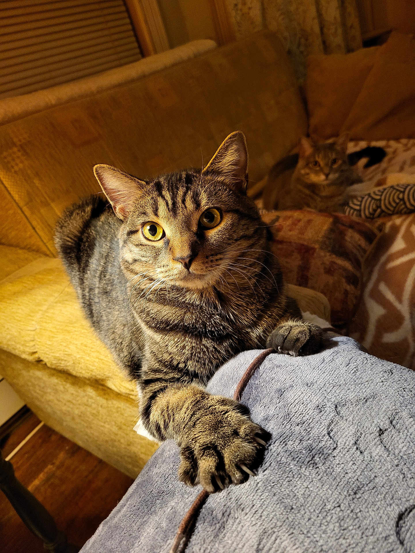 Les joined the competition — help win amazing prizes! animal, blanket, cat, claws, couch, cozy, curious, domestic_animal, fur, furniture, indoor, living_room, patterned_fabric, paw, pet, relaxed, soft_lighting, tabby_cat, two_cats, yellow_eyes