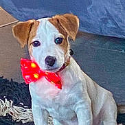 V.o. participe au concours pour gagner de l'argent avec cette photo : adorable, animal, bow, brown_fur, carpet, collar, cute, dog, festive, floor, furniture, indoor, looking, pet, portrait, puppy, red_bow, sitting, white_fur, young_dog