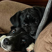 Charlie And Piper joined the competition — help win amazing prizes! animal, black_and_white, brown_couch, close_up, couch, cozy, cute, dogs, floppy_ears, fur, gray_blanket, home, indoor, lying_down, pets, portrait, puppy, snuggling, wide_eyes, สัต?