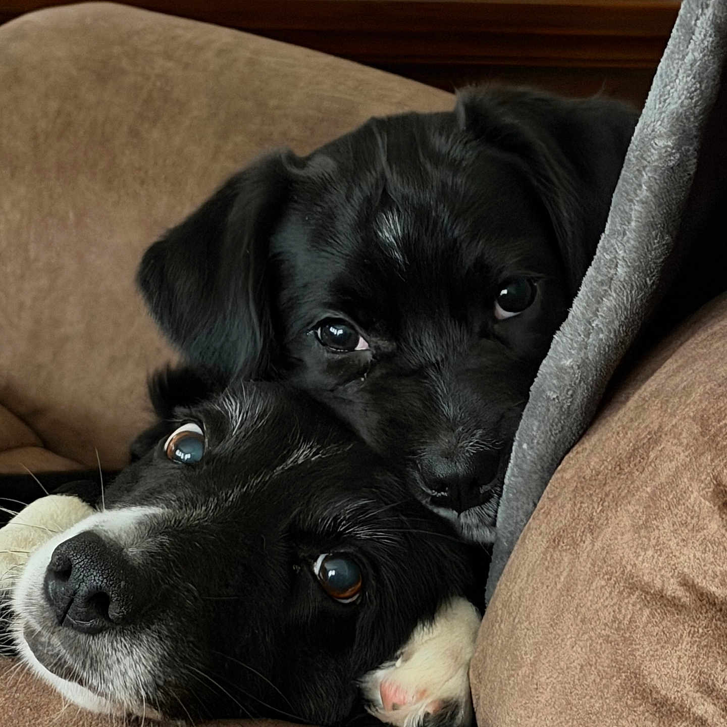 Charlie And Piper joined the competition — help win amazing prizes! animal, black_and_white, brown_couch, close_up, couch, cozy, cute, dogs, floppy_ears, fur, gray_blanket, home, indoor, lying_down, pets, portrait, puppy, snuggling, wide_eyes, สัต?