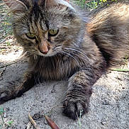 Princesse a rejoint le concours — aidez-le/la à gagner de superbes lots ! cat, tabby, animal, outdoor, fur, green_eyes, nature, dirt, leaves, pet, whiskers, closeup, paw, relaxed, ground, sunlight, mammal, cute, feline, grass