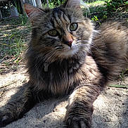 Minette a rejoint le concours — aidez-le/la à gagner de superbes lots ! cat, tabby, fluffy, outdoor, ground, grass, leaves, collar, bell, animal, pet, feline, sunlight, nature, relaxed, curious, closeup, portrait, mammal, whiskers