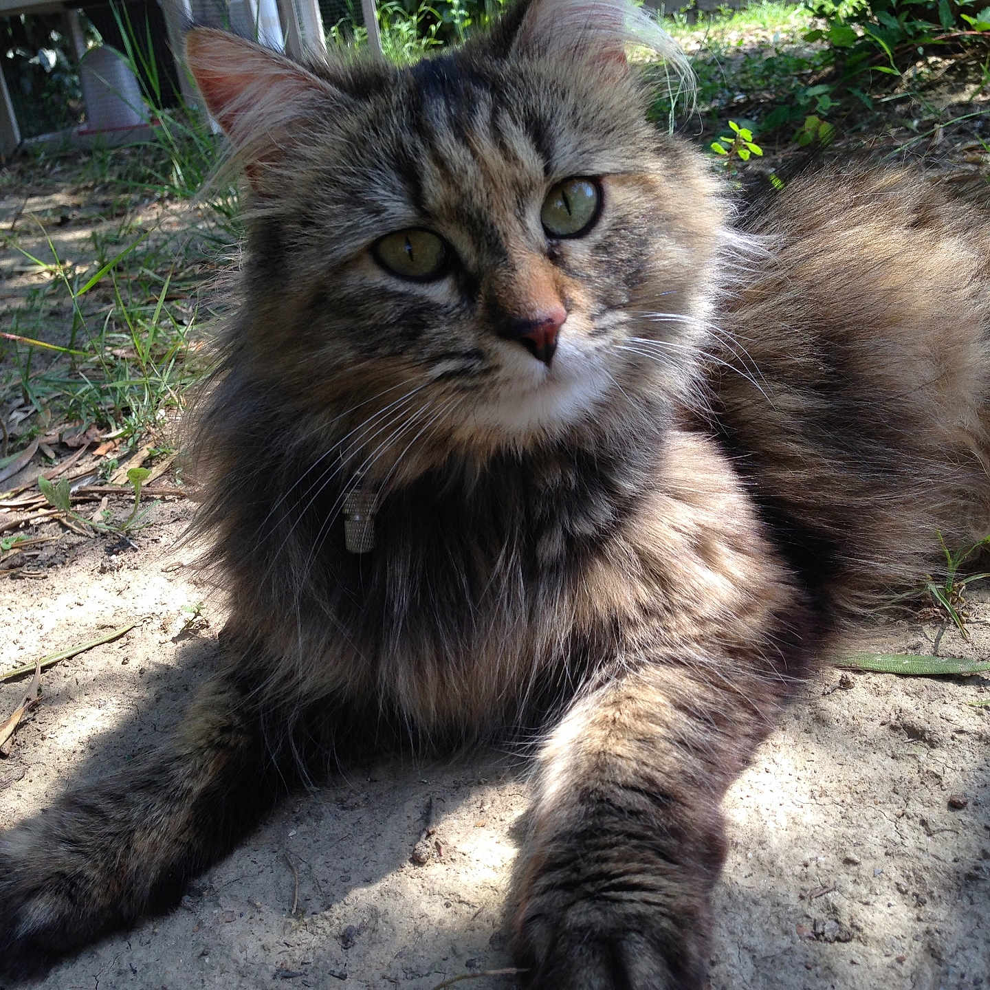 Minette a rejoint le concours — aidez-le/la à gagner de superbes lots ! animal, bell, cat, closeup, collar, curious, feline, fluffy, grass, ground, leaves, mammal, nature, outdoor, pet, portrait, relaxed, sunlight, tabby, whiskers