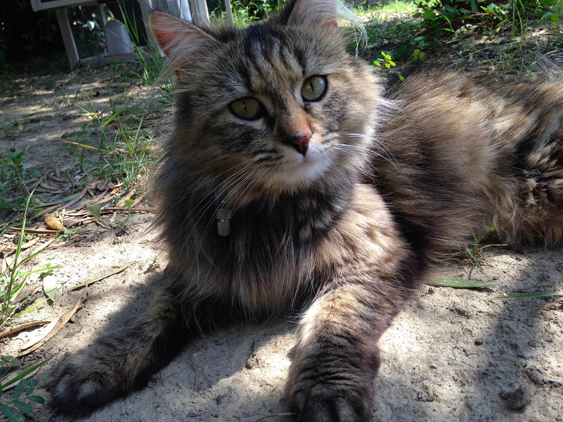 Minette a rejoint le concours — aidez-le/la à gagner de superbes lots ! cat, tabby, fluffy, outdoor, ground, grass, leaves, collar, bell, animal, pet, feline, sunlight, nature, relaxed, curious, closeup, portrait, mammal, whiskers