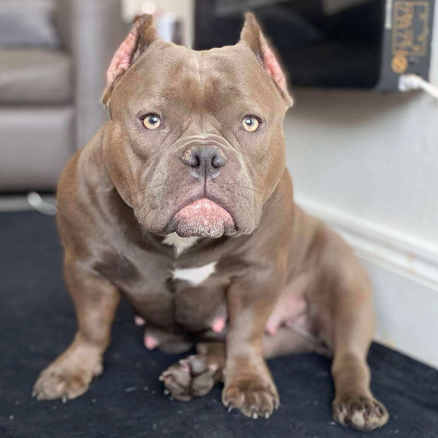 Spud joined the competition — help win amazing prizes! ancient_dog_breeds, bulldog, canidae, carnivore, collar, companion_dog, computer_keyboard, dog, dog_breed, dog_collar, fawn, liver, molosser, non_sporting_group, snout, sporting_group, terrestrial_animal, whiskers, working_animal, wrinkle