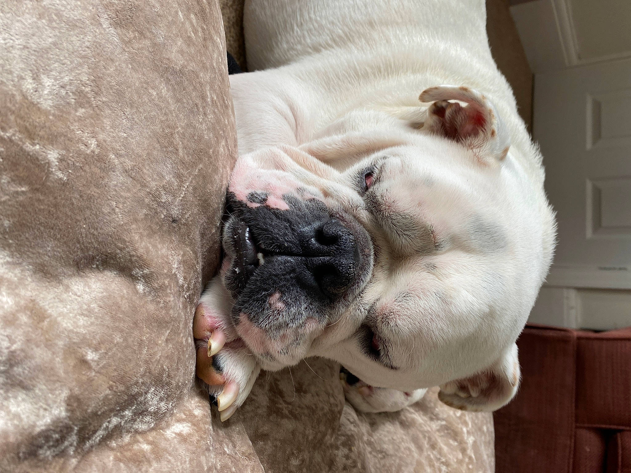 Karl joined the competition — help win amazing prizes! australian_bulldog, bulldog, canidae, carnivore, companion_dog, dog, dog_breed, french_bulldog, mammal, nap, non_sporting_group, nose, old_english_bulldog, olde_english_bulldogge, skin, snout, toy_bulldog, valley_bulldog, vertebrate, white_english_bulldog