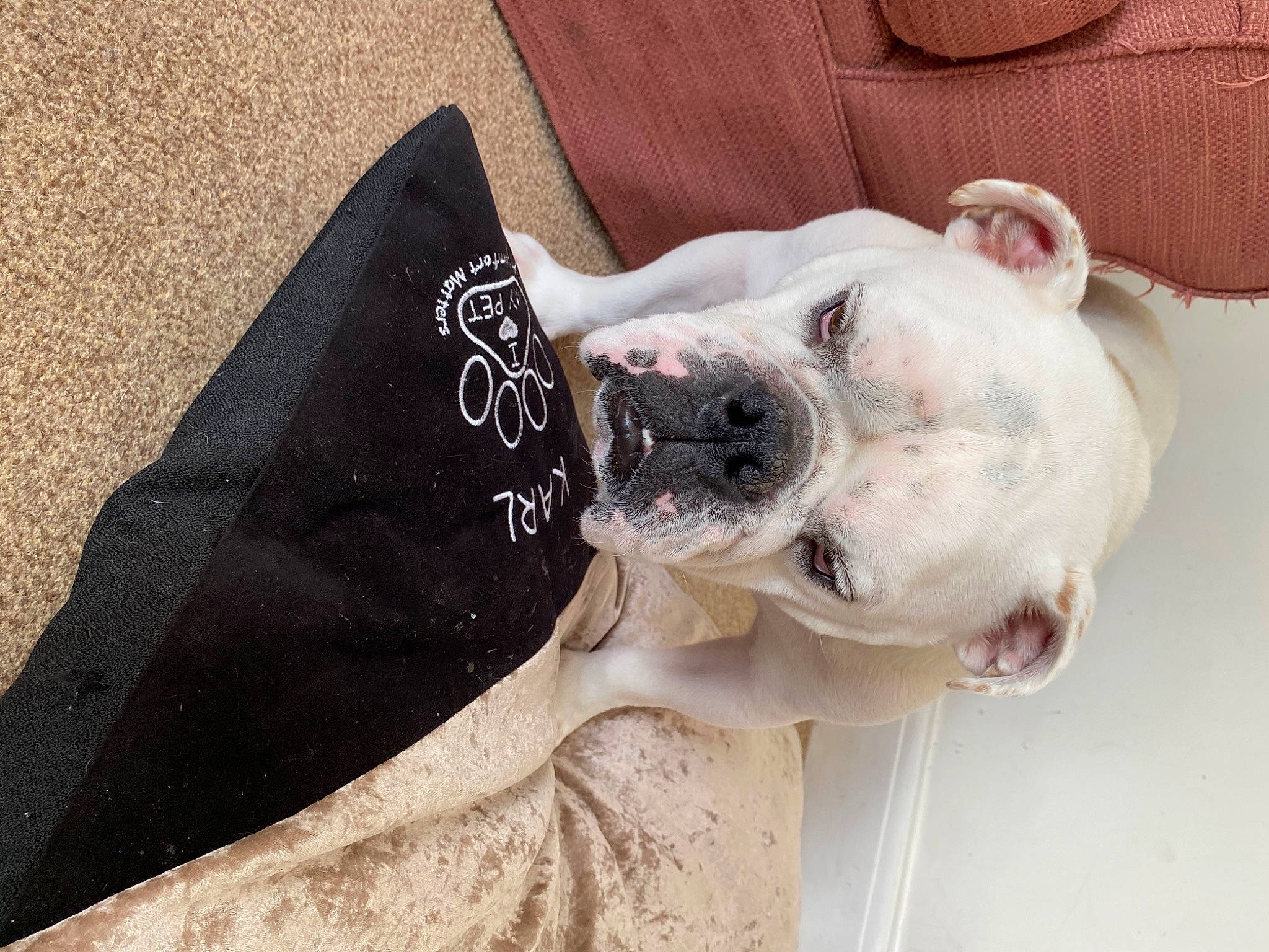 Karl is registered to the contest to win money with this photo: american_bulldog, american_pit_bull_terrier, american_staffordshire_terrier, canidae, carnivore, companion_dog, dog, dog_breed, dogo_argentino, ear, fawn, non_sporting_group, old_english_bulldog, pit_bull, snout, sporting_group