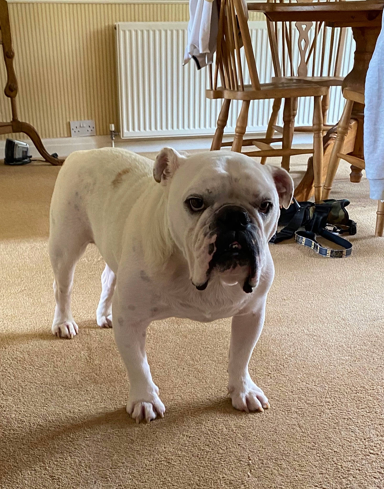 Karl is registered to the contest to win money with this photo: american_bulldog, australian_bulldog, british_bulldogs, bulldog, canidae, carnivore, companion_dog, dog, dog_breed, dorset_olde_tyme_bulldogge, fawn, french_bulldog, mammal, non_sporting_group, old_english_bulldog, olde_english_bulldogge, snout, toy_bulldog, vertebrate, white_english_bulldog