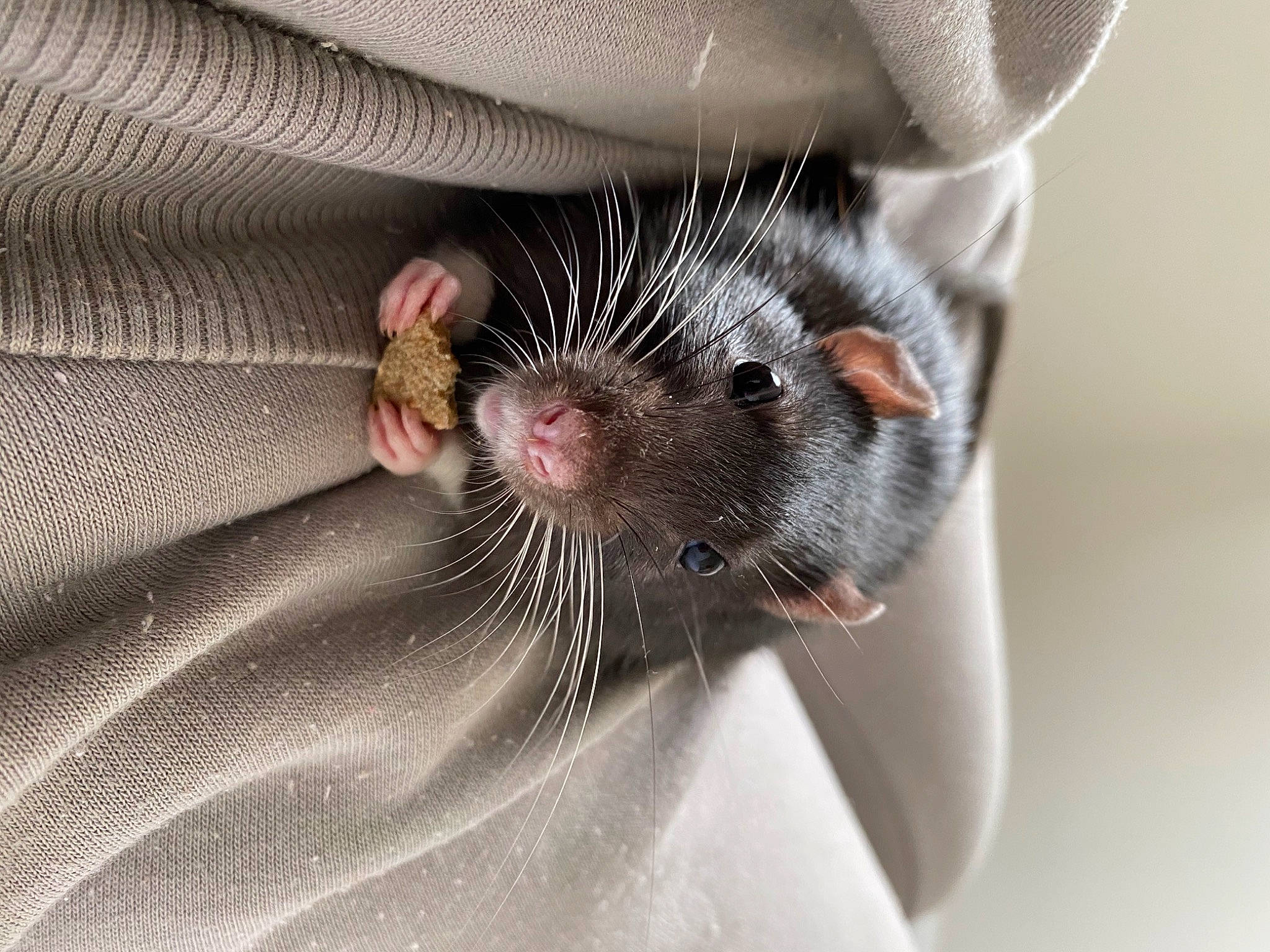 Lucky joined the competition — help win amazing prizes! ear, fawn, gerbil, hamster, mammal, mouse, muridae, muroidea, pest, rat, rodent, snout, whiskers