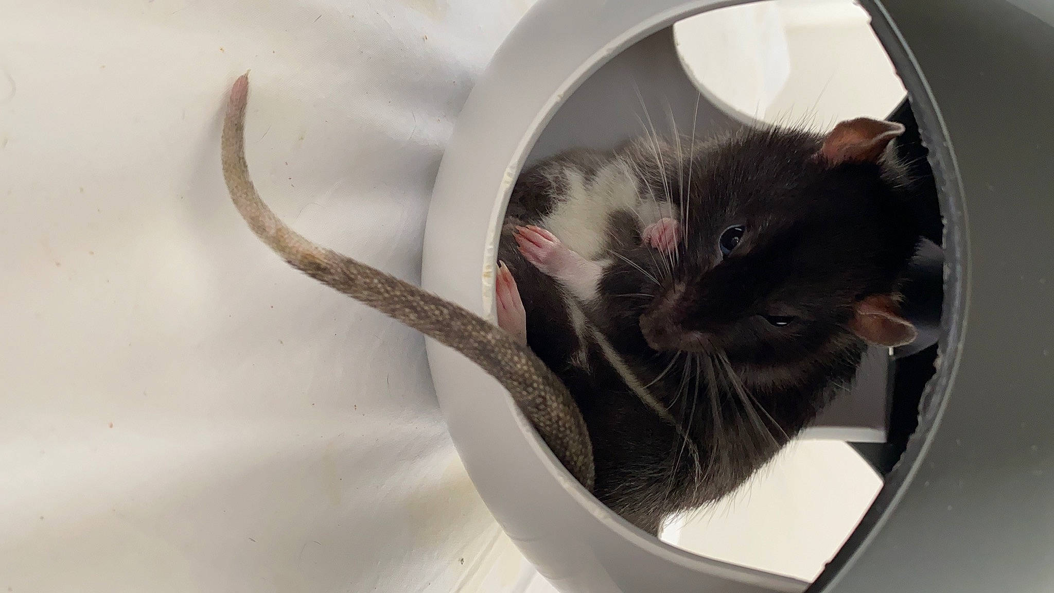 Lucky is registered to the contest to win money with this photo: carnivore, cat, felidae, gerbil, kitten, mouse, muridae, rat, small_to_medium_sized_cats, whiskers