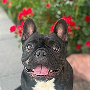 Bear Bear joined the competition — help win amazing prizes! dog, french_bulldog, black_dog, tongue_out, happy, pet, animal, outdoor, flower, red_flower, greenery, sidewalk, closeup, portrait, cute, smiling, fur, ears, eyes, nature