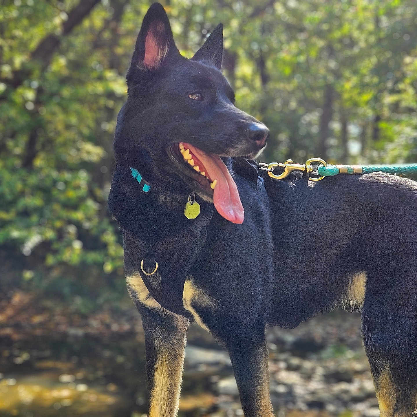 Nala